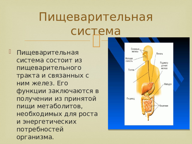 Пищеварительная система Пищеварительная система состоит из пищеварительного тракта и связанных с ним желез. Его функции заключаются в получении из принятой пищи метаболитов, необходимых для роста и энергетических потребностей организма. 