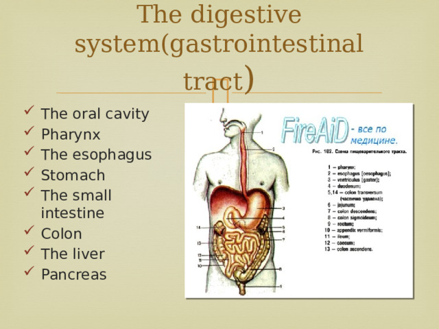 The digestive system(gastrointestinal tract ) The oral cavity Pharynx The esophagus Stomach The small intestine Colon The liver Pancreas 