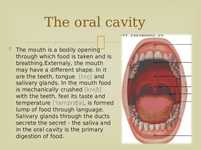  The oral cavity   The mouth is a bodily opening through which food is taken and is breathing.Externaly, the mouth may have a different shape. In it are the teeth, tongue   [tʌŋ] and salivary glands. In the mouth food is mechanically crushed [krʌʃt] with the teeth, feel its taste and temperature [ˈtemprɪʧə] , is formed lump of food through language. Salivary glands through the ducts secrete the secret - the saliva and in the oral cavity is the primary digestion of food. 