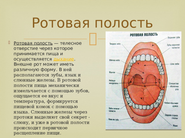 Что образуют боковые стенки полости рта