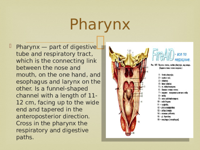  Pharynx   Pharynx — part of digestive tube and respiratory tract, which is the connecting link between the nose and mouth, on the one hand, and esophagus and larynx on the other. Is a funnel-shaped channel with a length of 11-12 cm, facing up to the wide end and tapered in the anteroposterior direction. Cross in the pharynx the respiratory and digestive paths. 