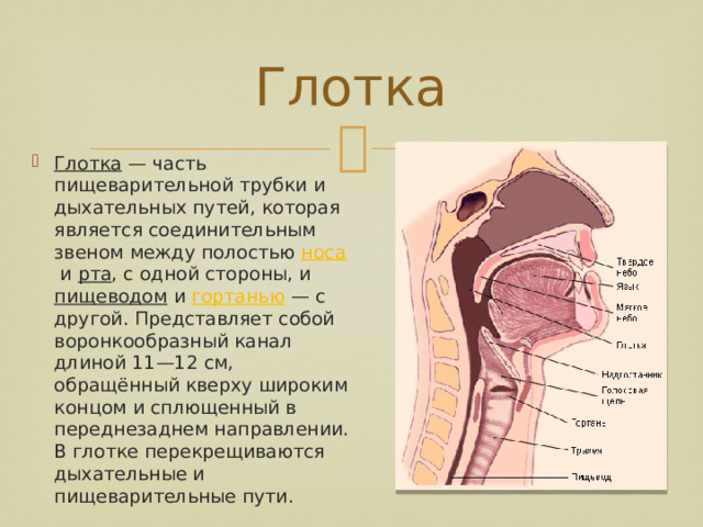 Глотка Глотка  — часть пищеварительной трубки и дыхательных путей, которая является соединительным звеном между полостью  носа  и  рта , с одной стороны, и  пищеводом  и  гортанью  — с другой. Представляет собой воронкообразный канал длиной 11—12 см, обращённый кверху широким концом и сплющенный в переднезаднем направлении. В глотке перекрещиваются дыхательные и пищеварительные пути. 