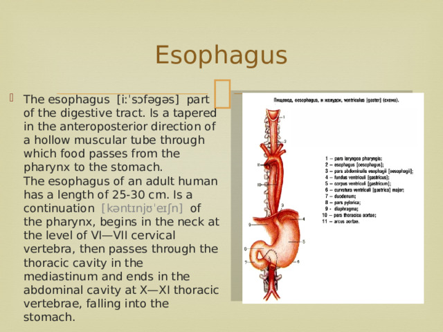 Esophagus The esophagus  [iːˈsɔfəgəs]  part of the digestive tract. Is a tapered in the anteroposterior direction of a hollow muscular tube through which food passes from the pharynx to the stomach.  The esophagus of an adult human has a length of 25-30 cm. Is a continuation   [kəntɪnjʊˈeɪʃn]   of the pharynx, begins in the neck at the level of VI—VII cervical vertebra, then passes through the thoracic cavity in the mediastinum and ends in the abdominal cavity at X—XI thoracic vertebrae, falling into the stomach. 