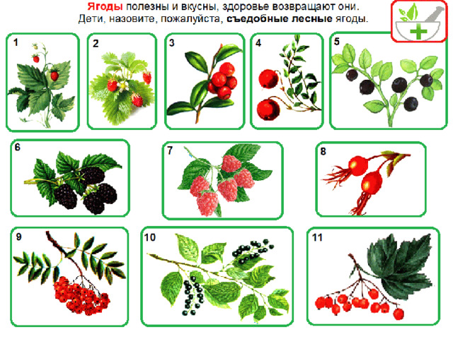 Брусника описание CoffMachines.ru