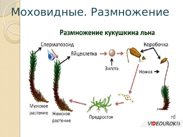 Жизненные циклы высших споровых. Размножение моховидных. Размножение моховидных растений. Размножение моховидных растений схема. Схема размножения споровых растений.