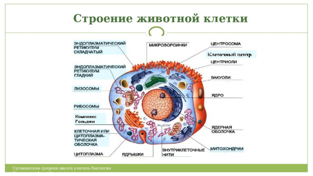 Строение животной клетки Сусанинская средняя школа учитель биологии Карпушева Анна Эдуардовна 