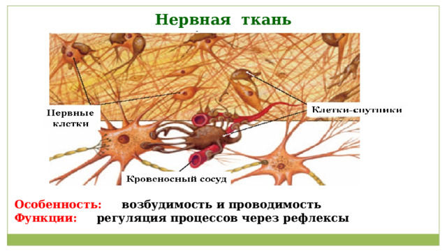 Нервная ткань Особенность: возбудимость и проводимость Функции: регуляция процессов через рефлексы 
