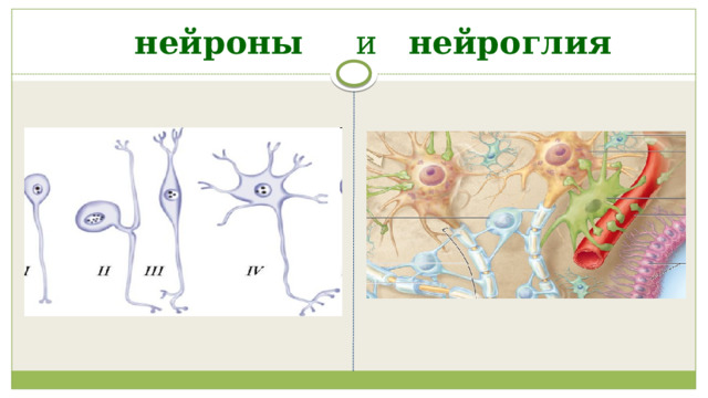  нейроны и нейроглия 