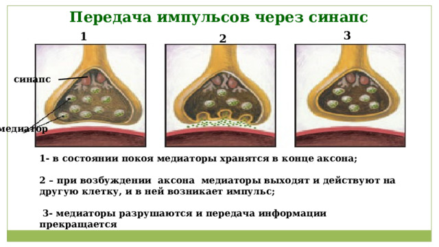 Передача импульсов через синапс 3 1 2 синапс медиатор 1- в состоянии покоя медиаторы хранятся в конце аксона;  2 – при возбуждении аксона медиаторы выходят и действуют на другую клетку, и в ней возникает импульс;   3- медиаторы разрушаются и передача информации прекращается 