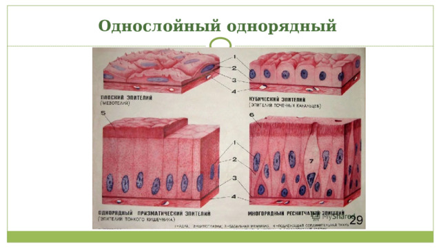 Однослойный однорядный 