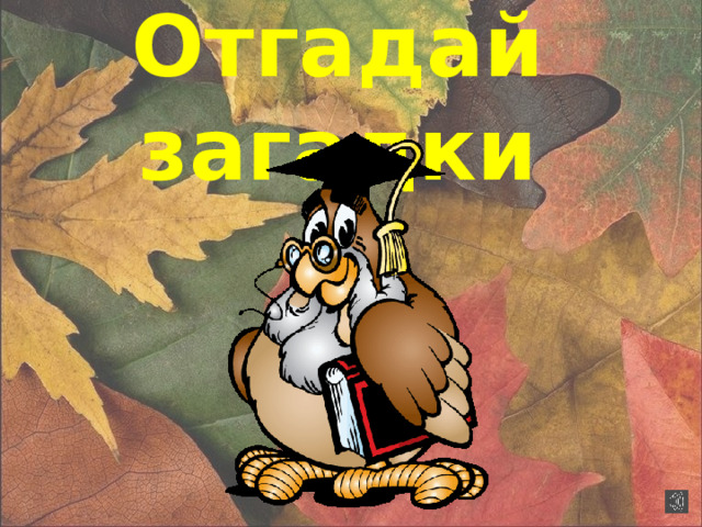 Отгадай загадки