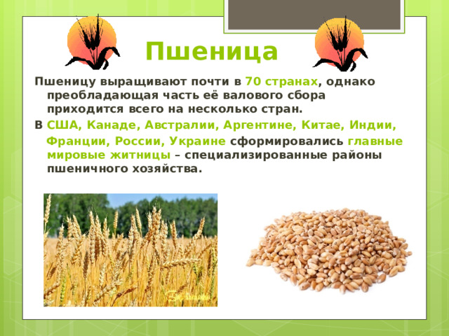 Пшеница посев 5 букв. Растениеводство зерноводство пшеница рис кукуруза. Где выращивание пшеницы. Где выращивают пшеницу в России.