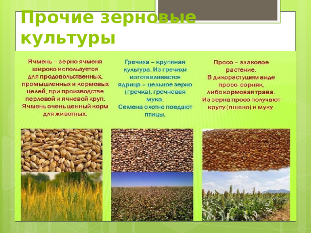 Прочие зерновые культуры 