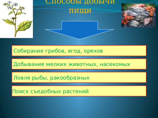 Способы добычи пищи Собирание грибов, ягод, орехов Добывание мелких животных, насекомых Ловля рыбы, ракообразных Поиск съедобных растений 