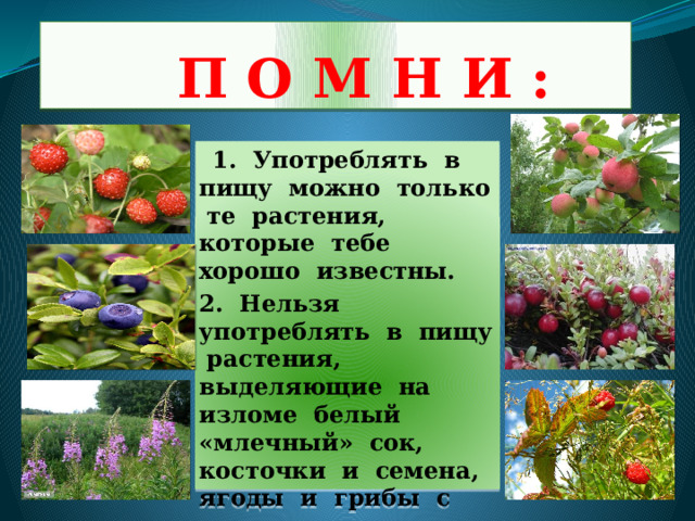  П О М Н И :  1. Употреблять в пищу можно только те растения, которые тебе хорошо известны. 2. Нельзя употреблять в пищу растения, выделяющие на изломе белый «млечный» сок, косточки и семена, ягоды и грибы с неприятным запахом. 