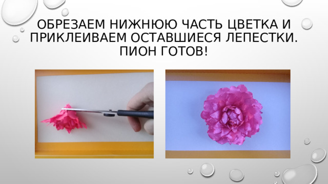 Обрезаем нижнюю часть цветка и приклеиваем оставшиеся лепестки. Пион  готов!