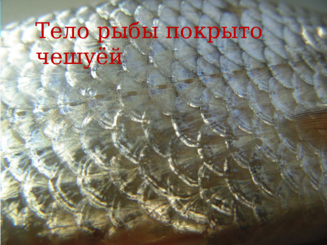 Тело рыбы покрыто чешуёй 