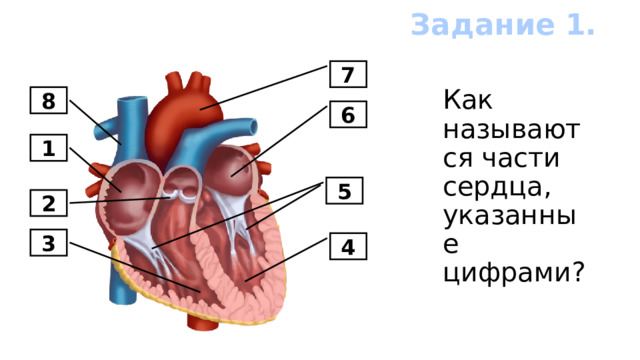 Задание 1. 7 Как называются части сердца, указанные цифрами? 8 6 1 5 2 3 4 