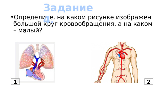 Задание 4. Определите, на каком рисунке изображен большой круг кровообращения, а на каком – малый? 1 2 