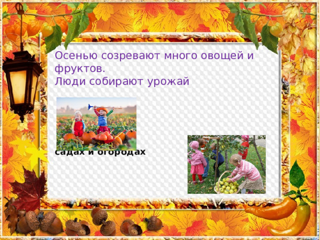 Осенью созревают много овощей и фруктов. Люди собирают урожай  на полях  в садах и огородах 