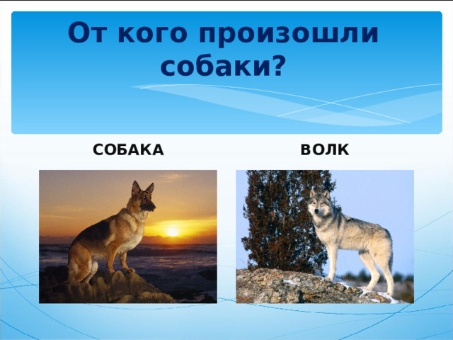 Откуда произошли собаки