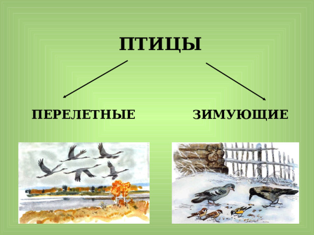   ПТИЦЫ    ЗИМУЮЩИЕ   ПЕРЕЛЕТНЫЕ    
