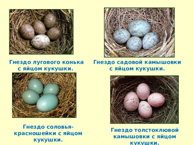  Гнездо лугового конька с яйцом кукушки. Гнездо садовой камышовки с яйцом кукушки. Гнездо соловья-красношейки с яйцом кукушки. Гнездо толстоклювой камышовки с яйцом кукушки. 