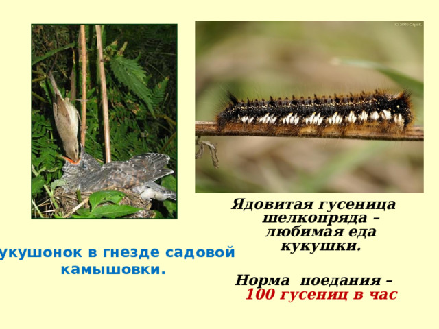 Ядовитая гусеница шелкопряда – любимая еда кукушки.  Норма поедания – 100 гусениц в час Кукушонок в гнезде садовой  камышовки. 
