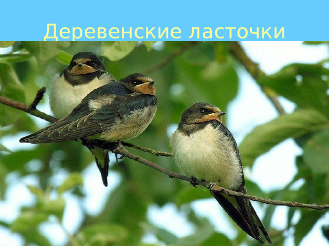 Деревенские ласточки 