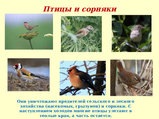 Птицы и сорняки Они уничтожают вредителей сельского и лесного хозяйства (насекомых, грызунов) и сорняки. С наступлением холодов многие птицы улетают в теплые края, а часть остается. 