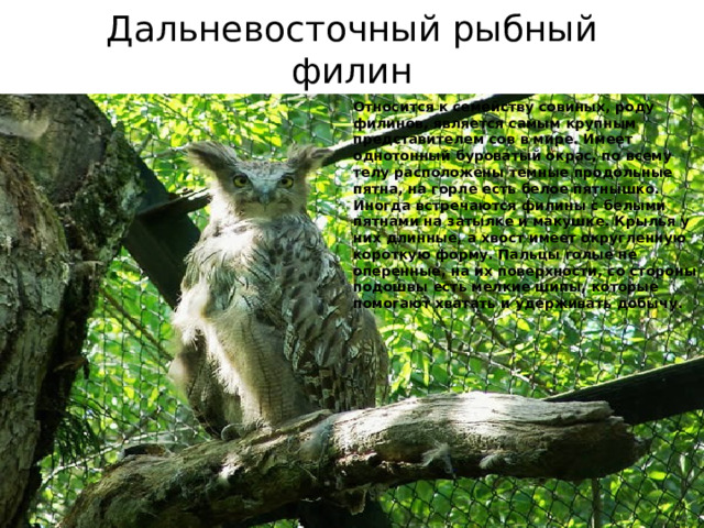 Дальневосточный рыбный филин  (Занесён в международную красную книгу) Относится к семейству совиных, роду филинов, является самым крупным представителем сов в мире. Имеет однотонный буроватый окрас, по всему телу расположены темные продольные пятна, на горле есть белое пятнышко. Иногда встречаются филины с белыми пятнами на затылке и макушке. Крылья у них длинные, а хвост имеет округленную короткую форму. Пальцы голые не оперенные, на их поверхности, со стороны подошвы есть мелкие шипы, которые помогают хватать и удерживать добычу. 
