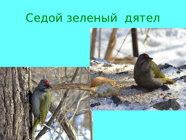 Седой зеленый дятел 