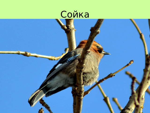 Сойка 