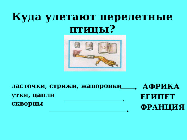 Куда улетают перелетные птицы? ласточки, стрижи, жаворонки утки, цапли  скворцы   АФРИКА ЕГИПЕТ ФРАНЦИЯ 