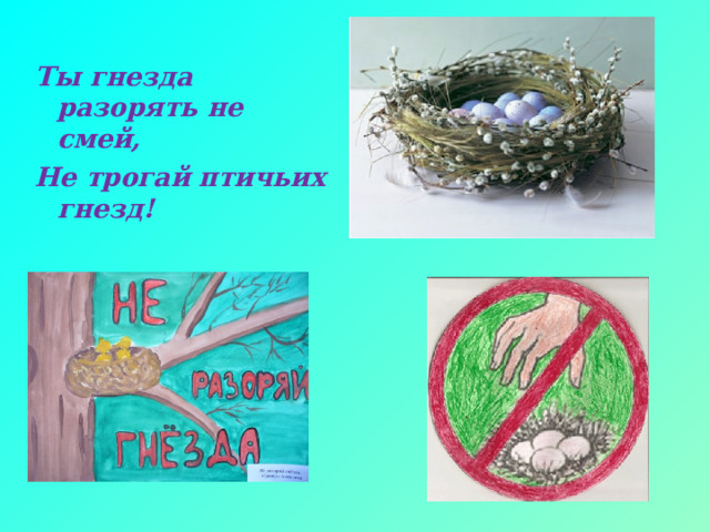 Ты гнезда разорять не смей, Не трогай птичьих гнезд! 