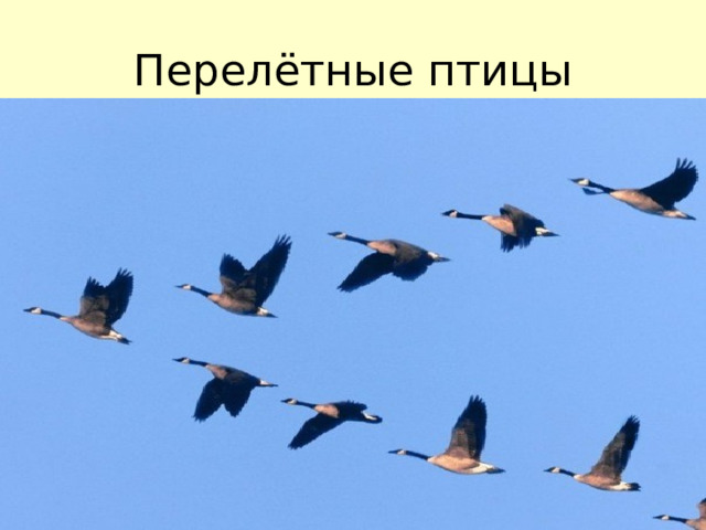 Перелётные птицы 