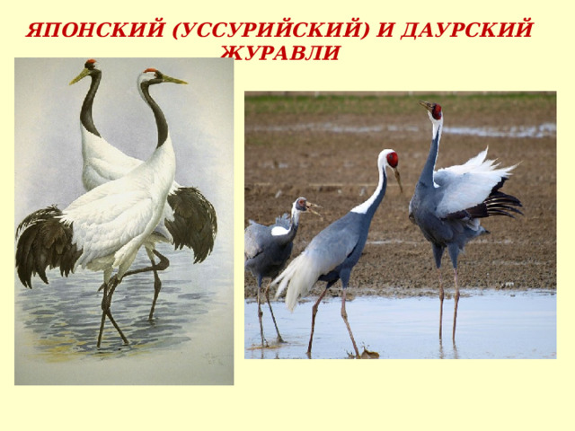 ЯПОНСКИЙ (УССУРИЙСКИЙ) И ДАУРСКИЙ ЖУРАВЛИ 