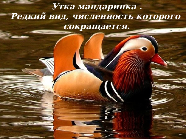 Утка мандаринка . Редкий вид, численность которого сокращается. 