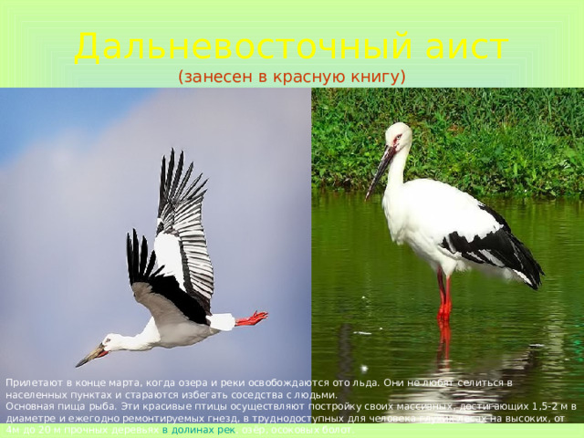 Дальневосточный аист  (занесен в красную книгу) Прилетают в конце марта, когда озера и реки освобождаются ото льда. Они не любят селиться в населенных пунктах и стараются избегать соседства с людьми.  Основная пища рыба. Эти красивые птицы осуществляют постройку своих массивных, достигающих 1,5-2 м в диаметре и ежегодно ремонтируемых гнезд, в труднодоступных для человека глухих лесах на высоких, от 4м до 20 м прочных деревьях  в долинах рек , озёр, осоковых болот. 