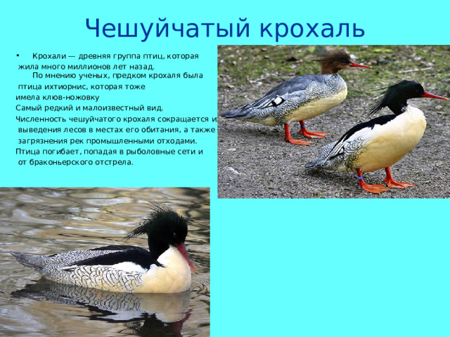 Чешуйчатый крохаль   Крохали — древняя группа птиц, которая  жила много миллионов лет назад.  По мнению ученых, предком крохаля была  птица ихтиорнис, которая тоже имела клюв-ножовку Самый редкий и малоизвестный вид. Численность чешуйчатого крохаля сокращается из-за  выведения лесов в местах его обитания, а также  загрязнения рек промышленными отходами. Птица погибает, попадая в рыболовные сети и  от браконьерского отстрела. 