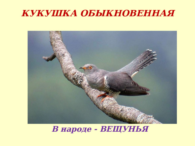 КУКУШКА ОБЫКНОВЕННАЯ В народе - ВЕЩУНЬЯ 