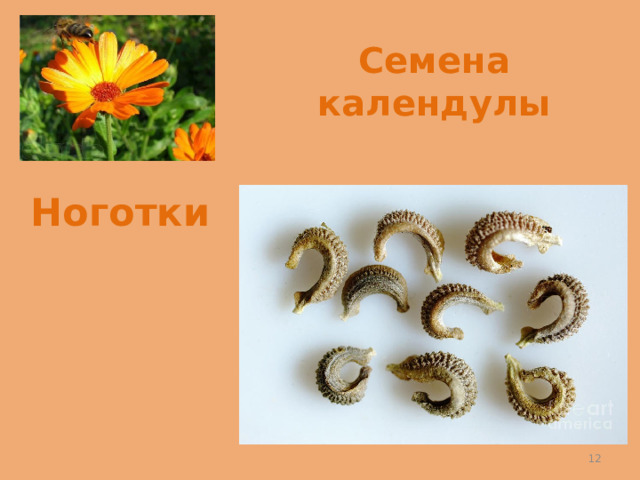 Семена календулы Ноготки Рассмотрите плоды календулы. На что они похожи? (На когти.) Вот почему у календулы есть ещё одно название — ноготки.   