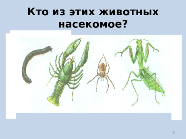 Кто из этих животных насекомое?  