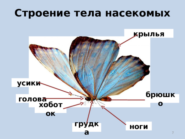 Строение тела насекомых крылья усики брюшко голова хоботок ноги грудка 7 