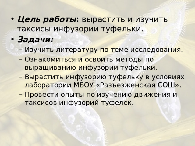 Цель работы : вырастить и изучить таксисы инфузории туфельки. Задачи: Изучить литературу по теме исследования. Ознакомиться и освоить методы по выращиванию инфузории туфельки. Вырастить инфузорию туфельку в условиях лаборатории МБОУ «Разъезженская СОШ». Провести опыты по изучению движения и таксисов инфузорий туфелек. Изучить литературу по теме исследования. Ознакомиться и освоить методы по выращиванию инфузории туфельки. Вырастить инфузорию туфельку в условиях лаборатории МБОУ «Разъезженская СОШ». Провести опыты по изучению движения и таксисов инфузорий туфелек. 