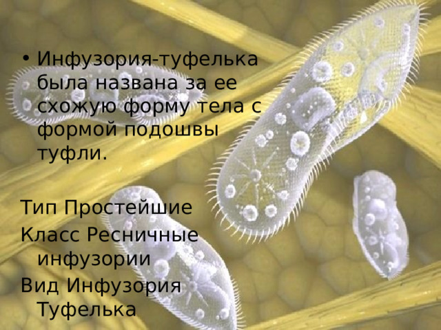 Инфузория-туфелька была названа за ее схожую форму тела с формой подошвы туфли. Тип Простейшие Класс Ресничные инфузории Вид Инфузория Туфелька 