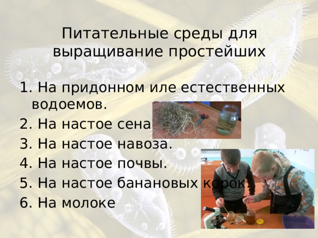 Питательные среды для выращивание простейших 1. На придонном иле естественных водоемов. 2. На настое сена. 3. На настое навоза. 4. На настое почвы. 5. На настое банановых корок. 6. На молоке 