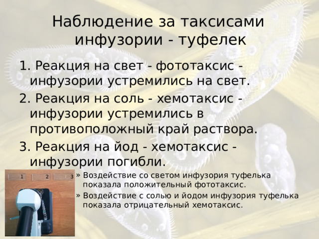 Наблюдение за таксисами  инфузории - туфелек 1. Реакция на свет - фототаксис - инфузории устремились на свет. 2. Реакция на соль - хемотаксис - инфузории устремились в противоположный край раствора. 3. Реакция на йод - хемотаксис - инфузории погибли. Воздействие со светом инфузория туфелька показала положительный фототаксис. Воздействие с солью и йодом инфузория туфелька показала отрицательный хемотаксис. Воздействие со светом инфузория туфелька показала положительный фототаксис. Воздействие с солью и йодом инфузория туфелька показала отрицательный хемотаксис. Воздействие со светом инфузория туфелька показала положительный фототаксис. Воздействие с солью и йодом инфузория туфелька показала отрицательный хемотаксис. Воздействие со светом инфузория туфелька показала положительный фототаксис. Воздействие с солью и йодом инфузория туфелька показала отрицательный хемотаксис. Воздействие со светом инфузория туфелька показала положительный фототаксис. Воздействие с солью и йодом инфузория туфелька показала отрицательный хемотаксис. 1 2 3 