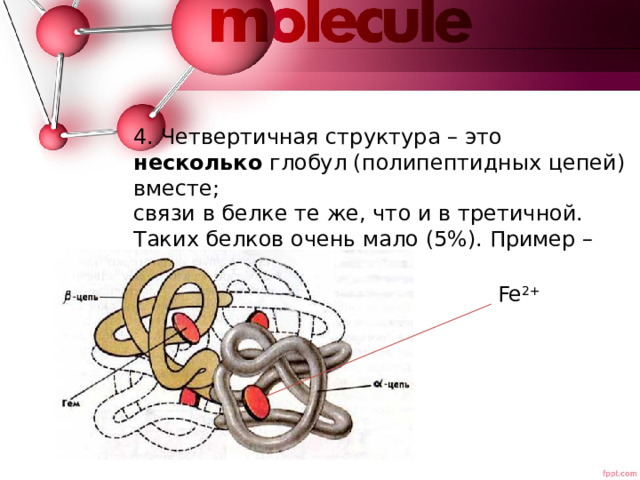 4. Четвертичная структура – это несколько глобул (полипептидных цепей) вместе; связи в белке те же, что и в третичной. Таких белков очень мало (5%). Пример – гемоглобин Fe 2+ 