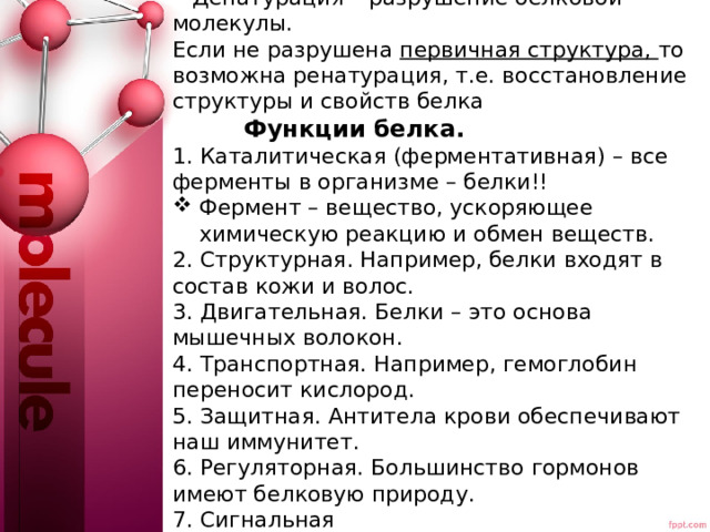  Денатурация – разрушение белковой молекулы. Если не разрушена первичная структура, то возможна ренатурация, т.е. восстановление структуры и свойств белка   Функции белка. 1. Каталитическая (ферментативная) – все ферменты в организме – белки!! Фермент – вещество, ускоряющее химическую реакцию и обмен веществ. 2. Структурная. Например, белки входят в состав кожи и волос. 3. Двигательная. Белки – это основа мышечных волокон. 4. Транспортная. Например, гемоглобин переносит кислород. 5. Защитная. Антитела крови обеспечивают наш иммунитет.     6. Регуляторная. Большинство гормонов имеют белковую природу. 7. Сигнальная 